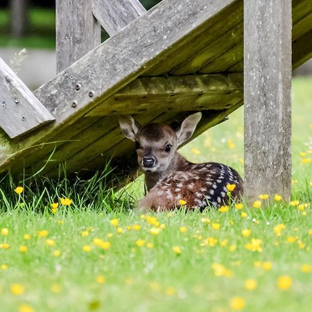 Deer Cottage 2 Uk39332 Biddenden Exterior foto