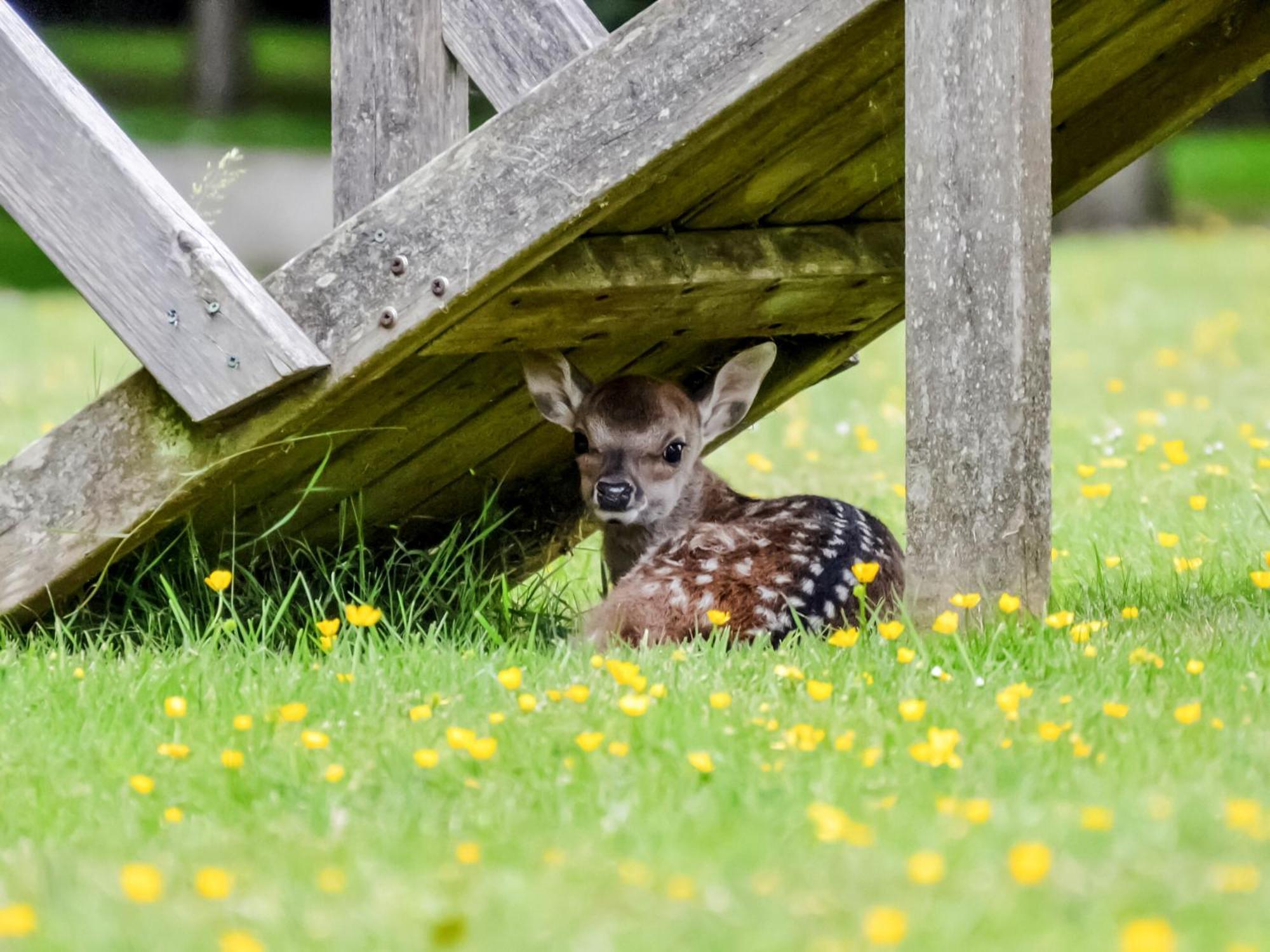 Deer Cottage 2 Uk39332 Biddenden Exterior foto